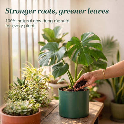 Organic fertiliser cow dung powder for healthy plant growth